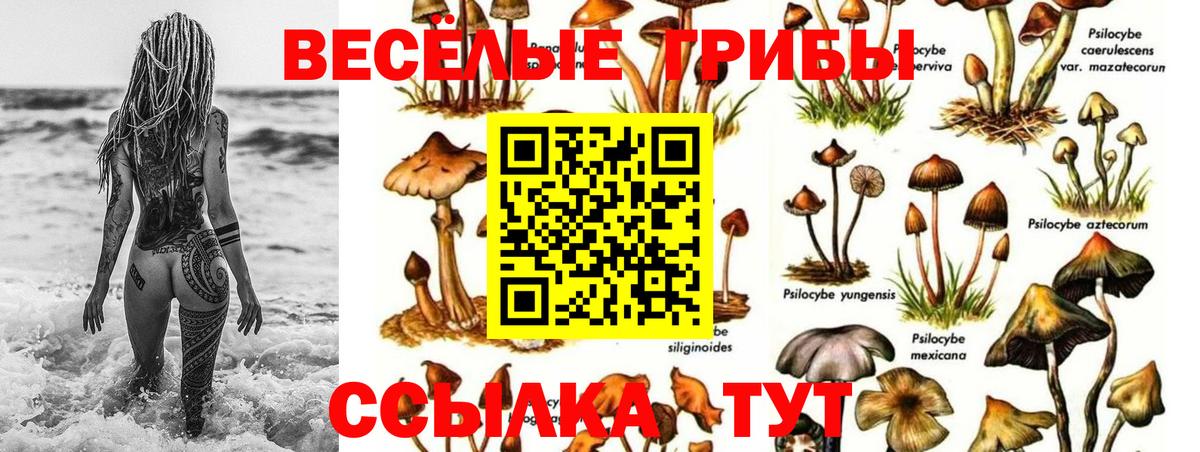 Псилоцибиновые грибы прущие грибы Кызыл